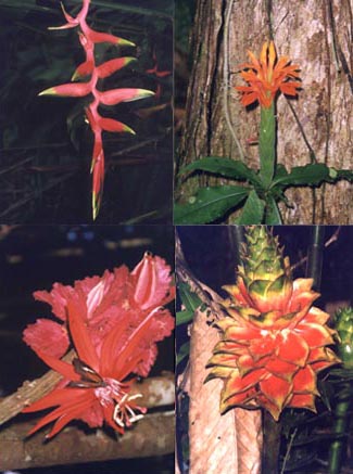 Amazon Flowers on Jungle Flowers  Amazonas  Colombia  Dec 1998