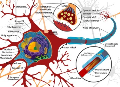 Diagram of a neuron