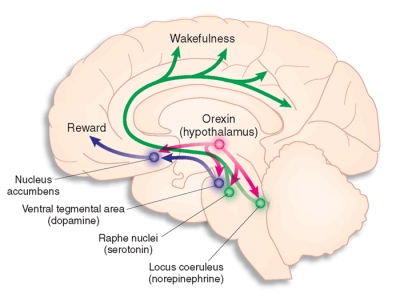 Orexin (hypocretin) is an important chemical in promoting wakefulnes (image from Nature Medicine)